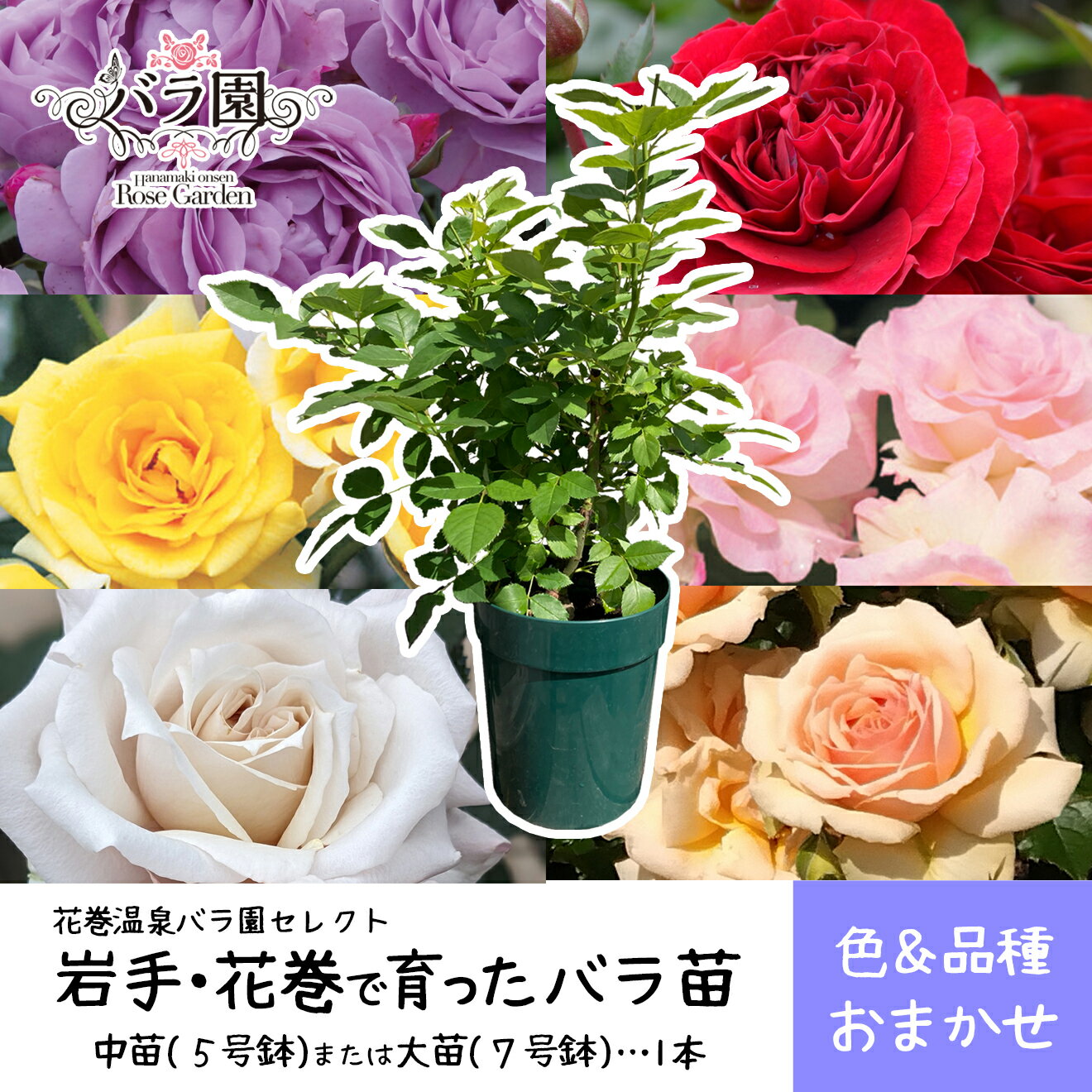 【ふるさと納税】花巻温泉バラ園で育った ≪選べる苗！大苗（7号サイズ）or 中苗（5号サイズ）≫ -園長におまかせ- ＜2026年3月より発送＞ 新着 ふるさと納税 花