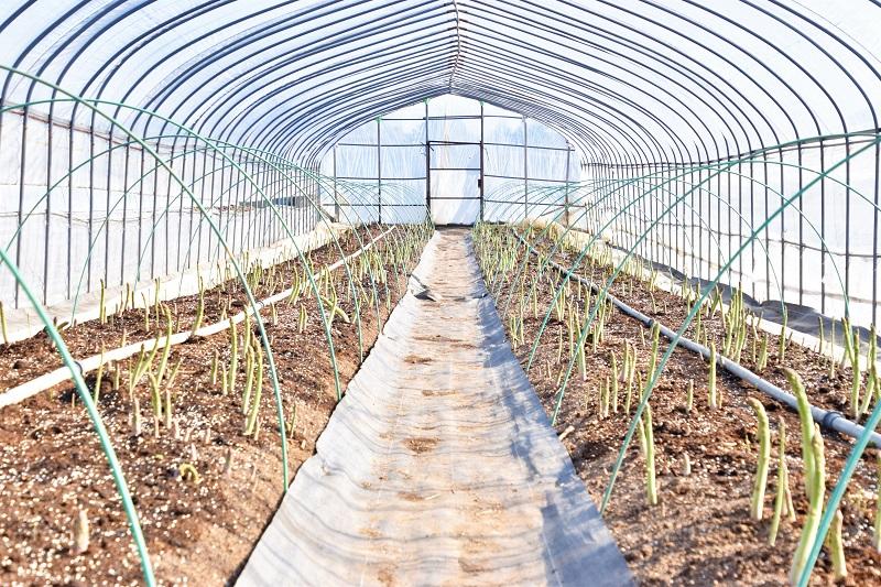 北海道産「春一番！グリーンアスパラガス」L～2Lサイズ以上700g