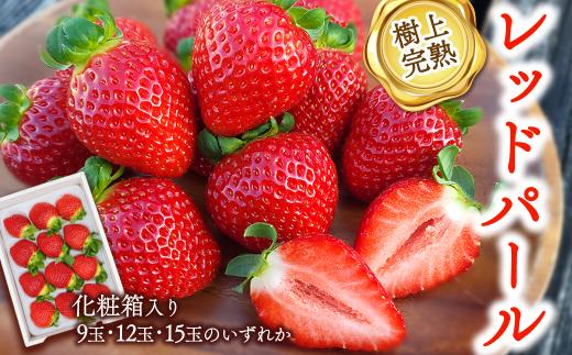 いちご 「樹上完熟 レッドパール」 約500g 1箱 化粧 9玉・12玉・15玉のいずれか  愛媛県西条市産 【2026年1月下旬～4月頃発送】｜ 花が咲いてからは農薬不使用 苺 イチゴ 完熟 旬 産地 直送 期間限定 限定出荷 フルーツ 果物 国産 愛媛県 西条市 【オンライン決済限定】