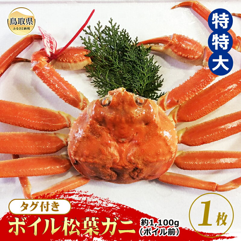 【ふるさと納税】F24-072 【魚倉】タグ付きボイル松葉ガニ 特特大 約1,100g（ボイル前）【期間限定】