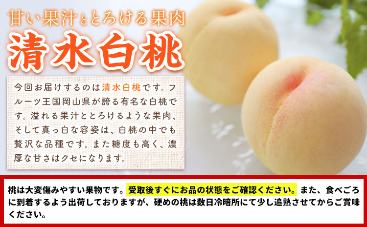 【2026年先行予約】桃 もも 清水白桃 5～7玉 約1.5kg 岡山県産 環山堂株式会社【配送不可地域あり】（北海道・沖縄・離島）《2026年7月中旬-7月下旬頃出荷》岡山県 浅口市 白桃 ---1