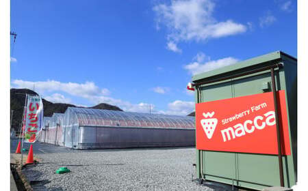 maccaのいちご1パックといちごのアロマウォーターセット～いちご畑macca～（08-52） 令和８年１月下旬配送