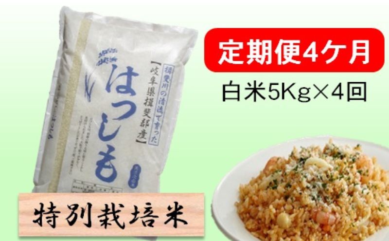 定期便4カ月【令和7年産】特別栽培米5kg【白米】(ハツシモ) 米 お米 白米 コメ ご飯 定期 岐阜県 池田町