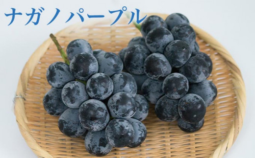 ［3回定期便］ 高級ぶどう食べ比べ定期便 約1kg × 3回 合計約3kg ［小布施屋］ フルーツ 果物 くだもの ぶどう 葡萄 ブドウ クール便 冷蔵 お楽しみ ナガノパープル クイーンルージュ_ 