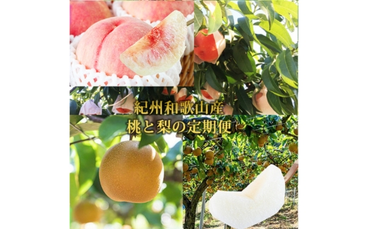 全2回 フルーツ定期便（桃 約1.8kg 7月、梨 約2kg 8月発送） ｜ 和歌山県産 モモ ナシ 旬 果物