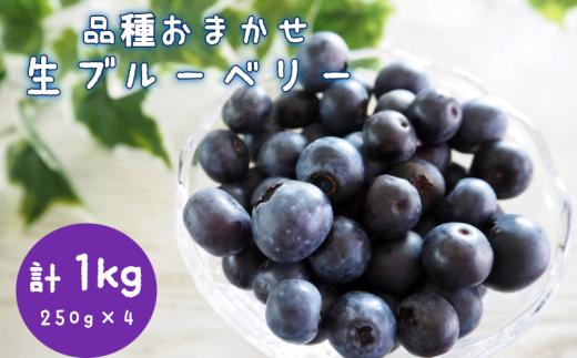 品種おまかせ 生ブルーベリー 1kg 直送 新鮮 朝食 ヨーグルト 冷蔵 フルーツ 果物 くだもの とれたて kanda002