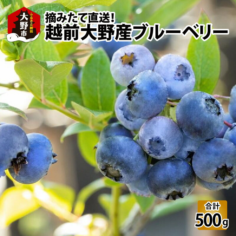 【ふるさと納税】【先行予約】摘みたて直送！越前大野産ブルーベリー 100g×5パック 合計500g 【2025年7月下旬から順次発送】 [A-001024]