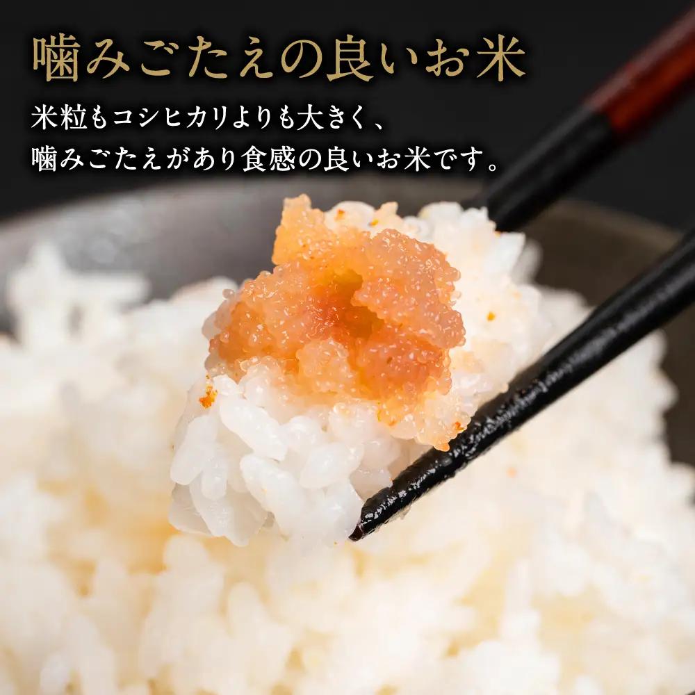 【先行予約】 【定期便6回】 《令和8年産》 菜の花畑のお米 「特別栽培米」合計30kg （5kg×6回） にこまる 米 精米 【2026年12月上旬より順次発送】
