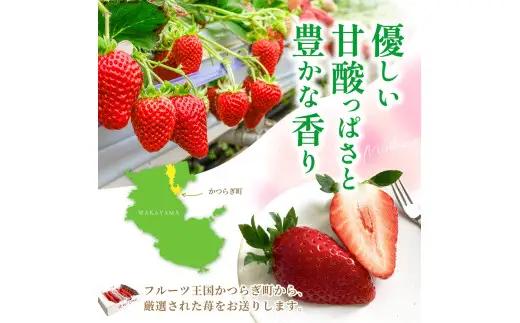まりひめ イチゴ L～２L 12粒～15粒×2パック / 果物 甘い いちご 和歌山 ※2027年1月中旬～3月下旬頃配送予定【先行販売】※離島への配送不可【kgr500-250-2A】