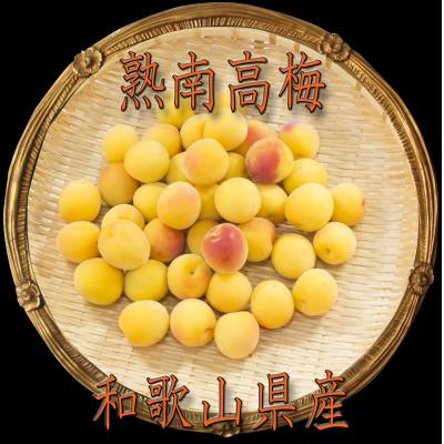 ふるさと納税 かつらぎ町 【梅干・梅酒用】(2LまたはL-約10kg)熟南高梅《2027年6月上旬〜7月上旬発送予定》　