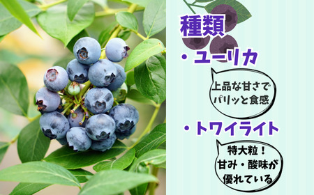 （ 先行予約 ） ブルーベリー 400g ブルーベリー