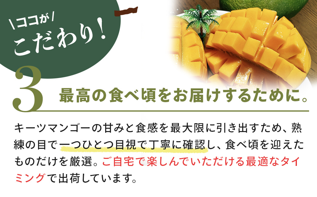 A-072　大きな緑色のマンゴー（キーツ）1個