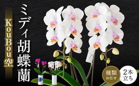 蘭 胡蝶蘭 熊本県産 ミディ胡蝶蘭 KouBou  空 2本立ち