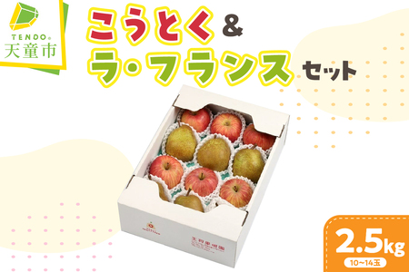 りんご こうとく ＆ ラフランス セット 2.5kg 山形 リンゴ