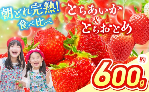 いちご 選べる 定期便 とちあいか＆とちおとめ  選べる 内容量 食べ比べ 300g×2 | 果物 くだもの フルーツ 野菜 やさい ヤサイ 苺 イチゴ いちご とちあいか とちおとめ  食べ比べ 新鮮 甘い 数量 限定 美味しい 果物 フルーツ デザート 栃木県 那珂川町 送料無料