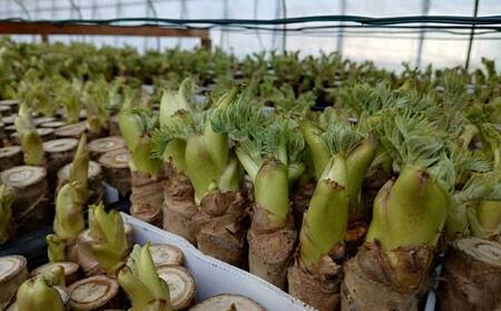 山菜の王様 鏡石の自然の恵み タラの芽 約500g（約50g×10） 山菜 野菜 食品 F6Q-470