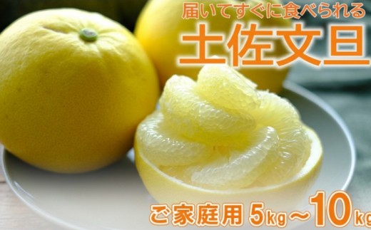 
                  文旦 土佐文旦 5~10kg L~3L サイズ（ 家庭用 ） 柑橘 柑橘類 フルーツ 文旦 ぶんたん ブンタン 土佐文旦 果物 くだもの デザート フルーツセット 産地直送 大玉 小玉 季節限定 お裾分け 分担 2万円以内  丸昭果樹園 高知柑橘 高知県 黒潮町
                
