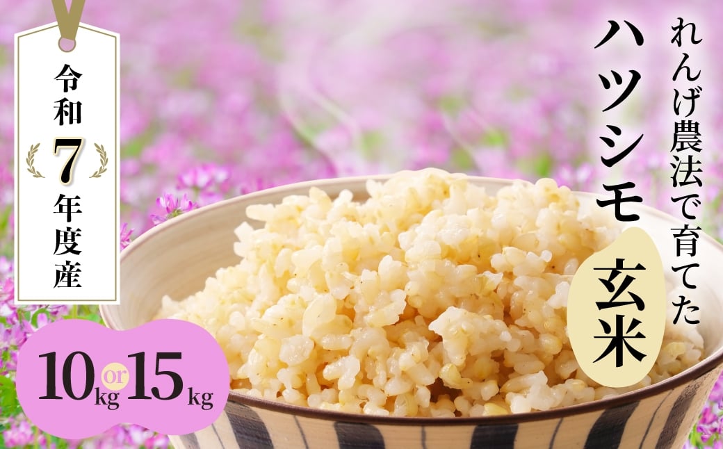 
                  玄米＼採れたて／令和7年産 新米 ≪選べる≫ 10～15kg 玄米 単一原料米 れんげ ハツシモ 岐阜美濃の誇り れんげ育ちのハツシモ コシヒカリの先輩 米 新米 ごはん 白米 精米 お米 大黒屋 岐阜県 大垣市
                