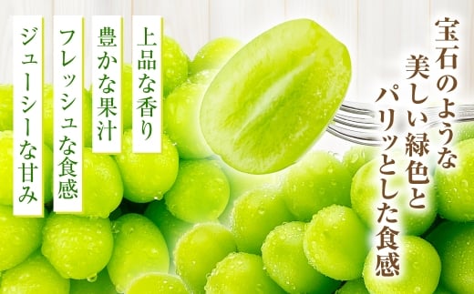 岡山県産 シャインマスカット 晴王 1房 約750g【2026年9月上旬-10月下旬 発送予定】｜種無し 皮ごと食べる 旬の美味しさ フレッシュ 先行予約 ハレノフルーツ