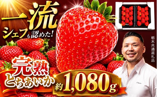 【栃木県共通返礼品】先行予約 完熟とちあいか Grande（グランデ）270g×4P | とちあいか 完熟 果物 くだもの 果汁 果肉 高級 赤い いちご イチゴ ichigo 苺 品種 栃木県 那珂川町 送料無料