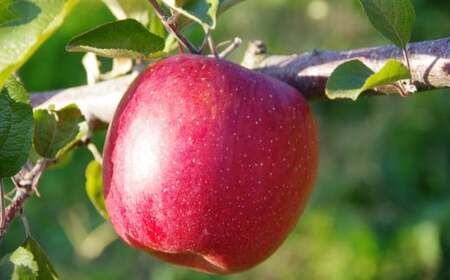 ★りんごの王様★ サンふじ入り食べ比べBOX ( 家庭用 小玉) 8個入り 先行予約  【 りんご リンゴ 林檎 産地直送 訳あり セット 詰め合わせ ギフト 】 RT3026