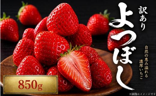 【先行予約】 訳あり いちご よつぼし 850g 果物 フルーツ 苺 ストロベリー ケーキ アイス シャーベット ジェラート ゼリー ジュース ジャム スムージー 洋菓子 和菓子 お菓子 おやつ フルーツサンド フルーツ大福 苺大福 不揃い 規格外 家庭用 人気 オススメ お取り寄せ グルメ 徳島県 阿波市 チタチタストロベリーファーム