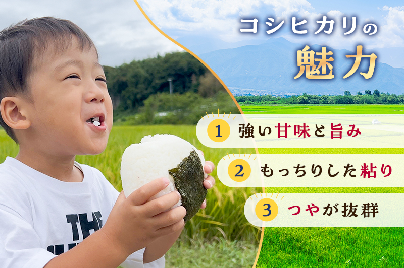 お米 （定期便3回）令和7年度産静岡県産コシヒカリ精米5kg×3 計15kg 米 コメ こしひかり コシヒカリ 精米 白米 定期便 袋井市 静岡県