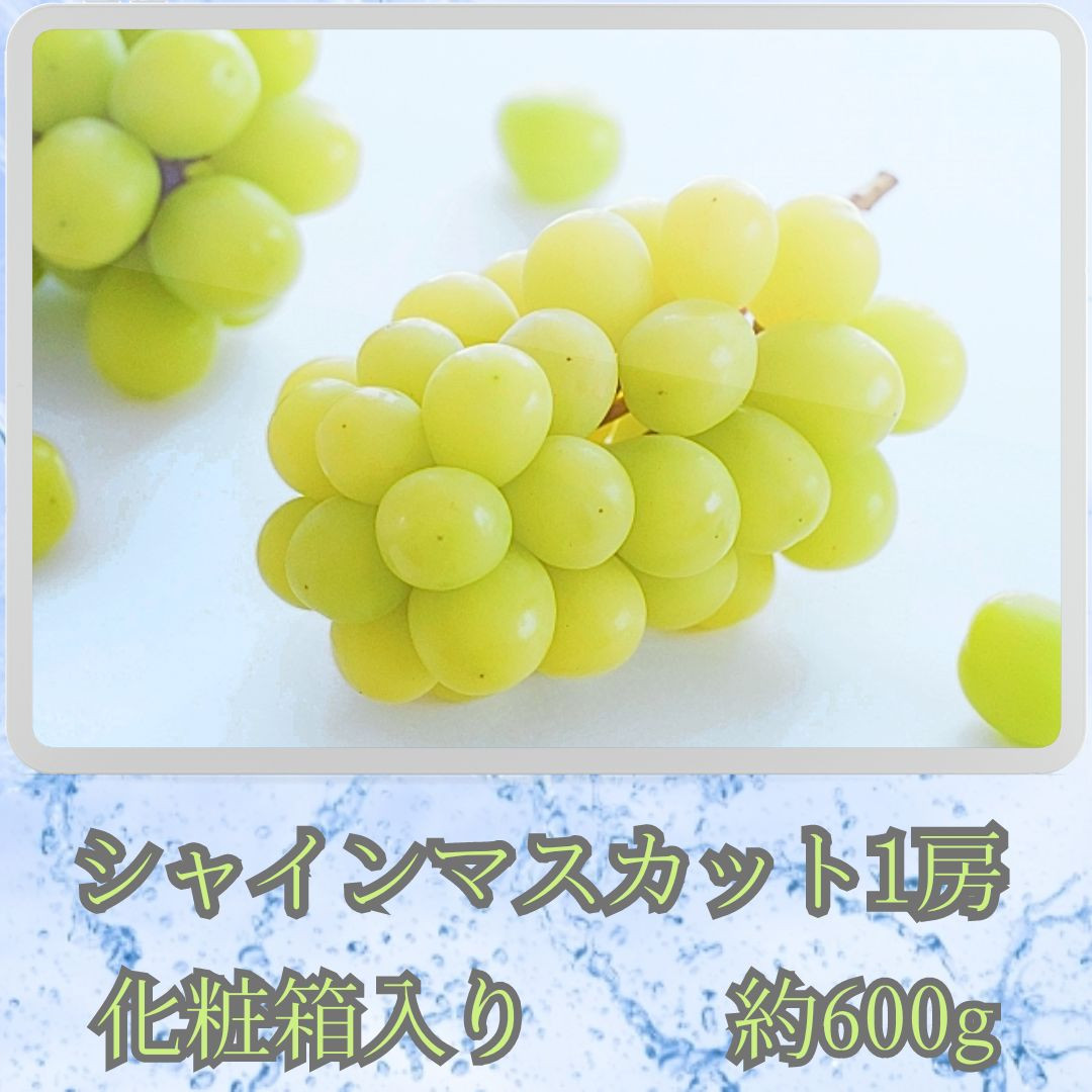 
                  【南信州高森産】旬のシャインマスカット1房(約600g) 9月下旬より発送 長野県 信州 農家直送 果物 くだもの ぶどう 旬のぶどう シャイン 化粧箱 ギフト 贈答
                