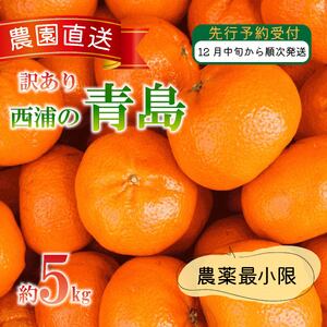 訳あり みかん 青島 5kg 西浦 蜜柑 柑橘 オレンジ 減農薬 木負観光みかん園 ( 数量限定 みかん 果物 みかん フルーツ みかん 柑橘 みかん 国産 )