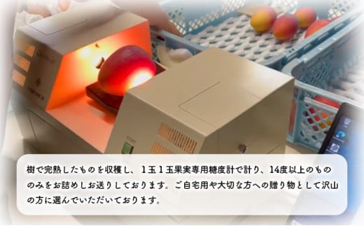 2026年 先行予約 アップルマンゴー 約2kg 4～6玉 セット 八重山マンゴー品評会総合1位を計3回獲得！高糖度保証！農園ファイミール 濃厚 果物 フルーツ 約2kg (4～6玉)