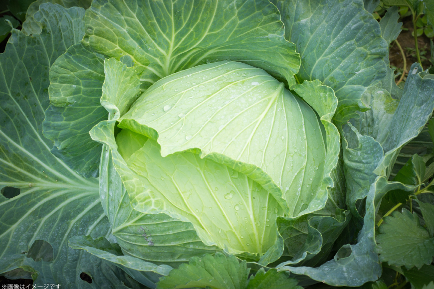 野菜 定期便 4回 【剣淵町産】 けんぶち定期便 [けんぶちVIVAマルシェ 北海道 剣淵町 14656406] やさい ベジタブル キャベツ キヌア アスパラ とうもろこし じゃがいも 定期 料理 
