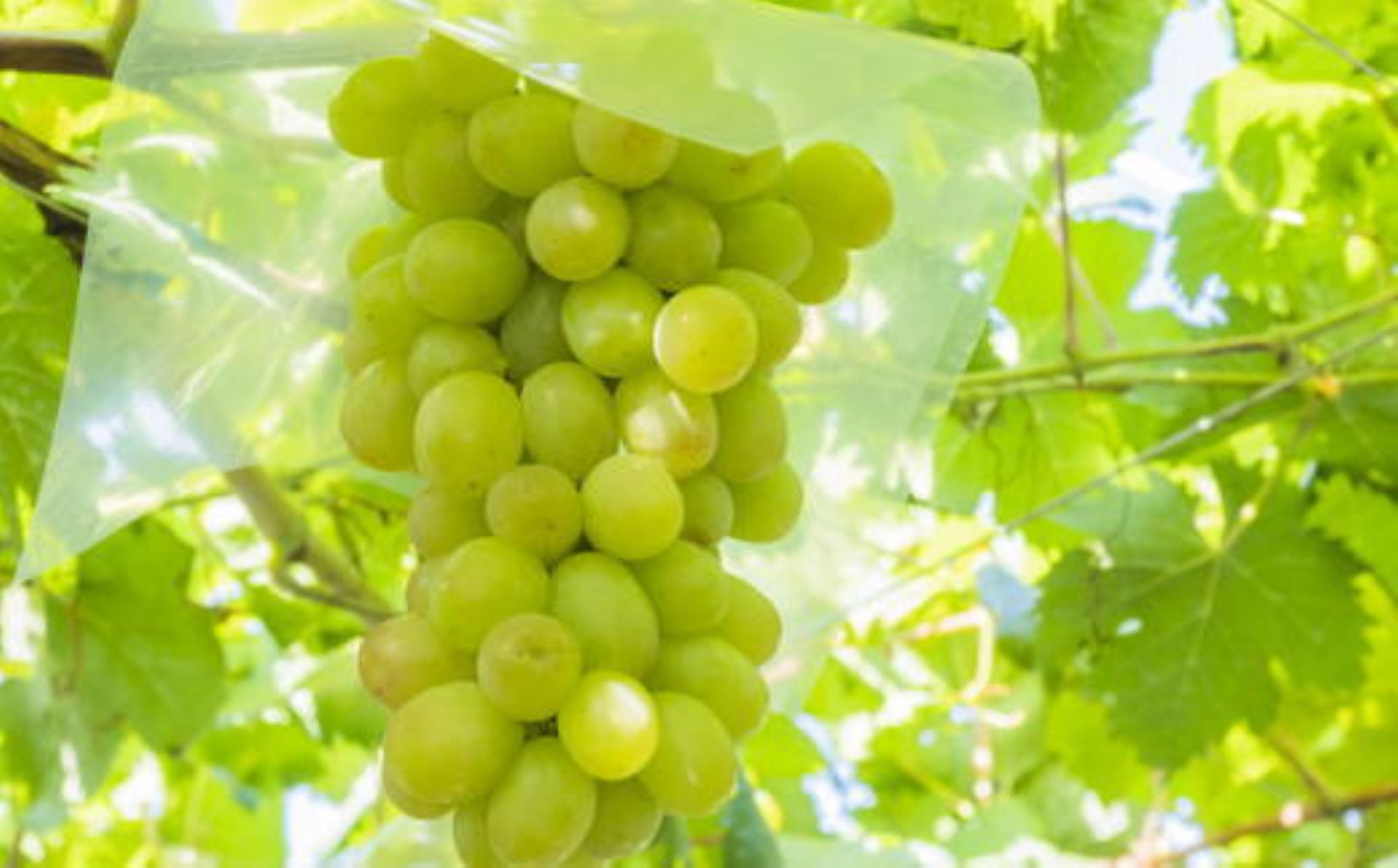 ★2026年度発送分★[新鮮・産直]和歌山県産完熟シャインマスカット約1kg ★2026年9月上旬頃より順次発送［TM182］