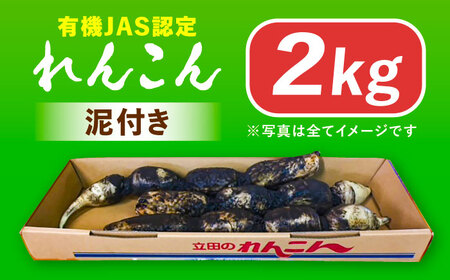 【先行予約】有機JAS認証　土付きレンコン　2kg れんこん 有機栽培　産地直送 野菜　愛西市/株式会社山三レンコン[AEBK003]