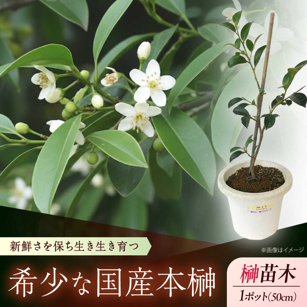 【ふるさと納税】植物 福の山・榊（サカキ) 苗木(1ポット)：50cm おすすめ 人気 庭木 生垣 目隠し ガーデニング 家庭菜園 常緑樹 国産 縁起物 贈り物 ギフト プレゼント 本榊 さかき 苗木 地植え 神棚 プランター 観葉植物 植物 広島県福山市/小林商事[BAEA006]