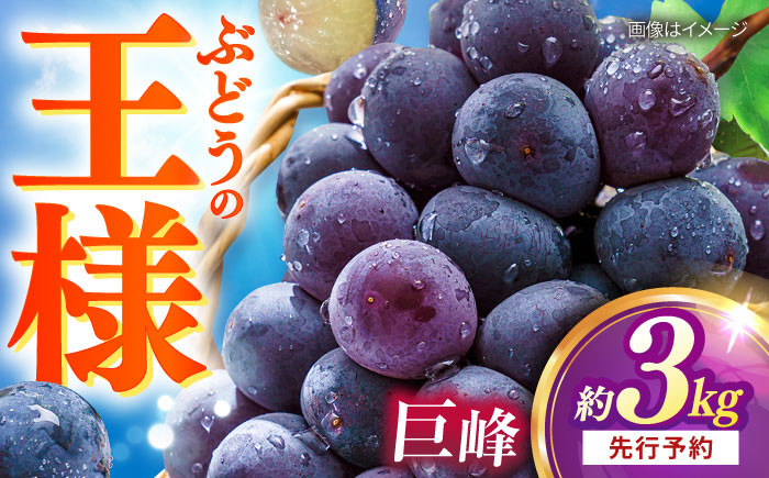 
            【先行予約：2025年8月中旬より順次発送予定】 巨峰 種あり 約3kg / ぶどう 葡萄 フルーツ / 大村市 / おおむら夢ファームシュシュ [ACAA381]
          