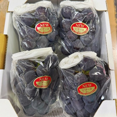 【2026年発送】岡山県産 ニュー ピオーネ 4房(約2kg)【配送不可地域：離島】【1710838】