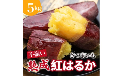 
                  にかほ市 象潟町 大須郷産「 さつまいも 2ヶ月 熟成 紅はるか 不揃い 5kg 」【 産地直送 国産 芋 おいも 定番 焼き芋 イモ 野菜 不揃い 長期熟成 秋田県 にかほ】
                