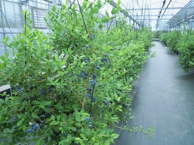 採れたて！大粒系ブルーベリー　100g×6パック ※2024年5月初旬～7月上旬頃に順次発送予定