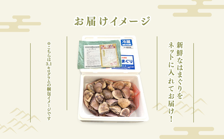 九十九里産 大粒 天然はまぐり3.1kg SHF002/ 絶品天然はまぐり 万能食材天然はまぐり 九十九里産天然はまぐり 蛤 ハマグリ海鮮 貝 貝類 