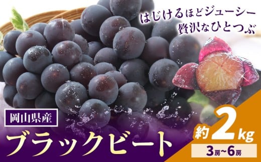 【2026年先行予約】岡山県産 ぶどう ブラックビート 計 2kg 3房 ～ 6房 株式会社 はちや《2026年8月上旬-9月上旬頃出荷》岡山 国産 葡萄 フルーツ 果物 岡山県 浅口市 フルーツ 果物【配送不可地域あり】