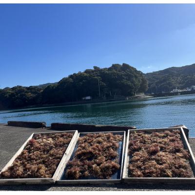 ふるさと納税 土佐清水市 ところてん(宗田節だしのタレ付)4人前セット 総量約880g  無添加【R00889】 |  | 01