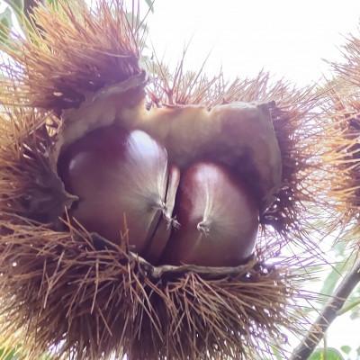 ふるさと納税 かすみがうら市 【2026年10月発送開始】産地直送!久保田果樹園の生栗3Lサイズ約3kg |  | 02