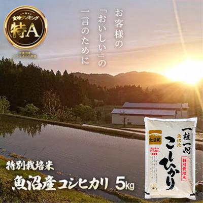 ふるさと納税 小千谷市 令和7年産 魚沼産コシヒカリ 5kg【特別栽培米】