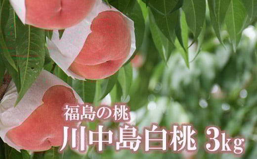 No.2207 もも「川中島白桃」約3kg【2026年発送 先行予約】