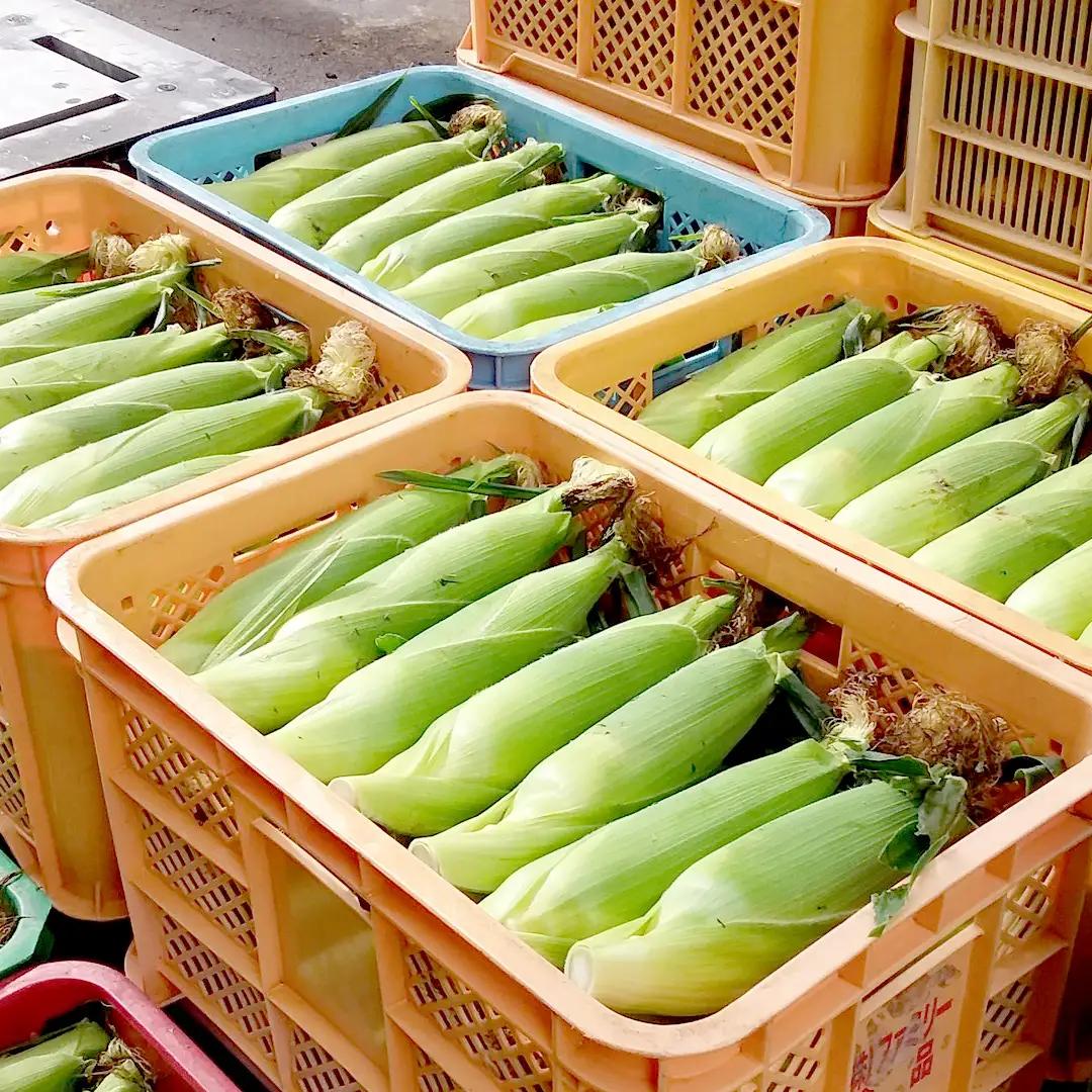 【ふるなびWEEK対象】 ＜レビューキャンペーン開催中＞【8月下旬発送開始】 甘～いトウモロコシ 恵味 5kg 約10～12本 [AL005tu02]
