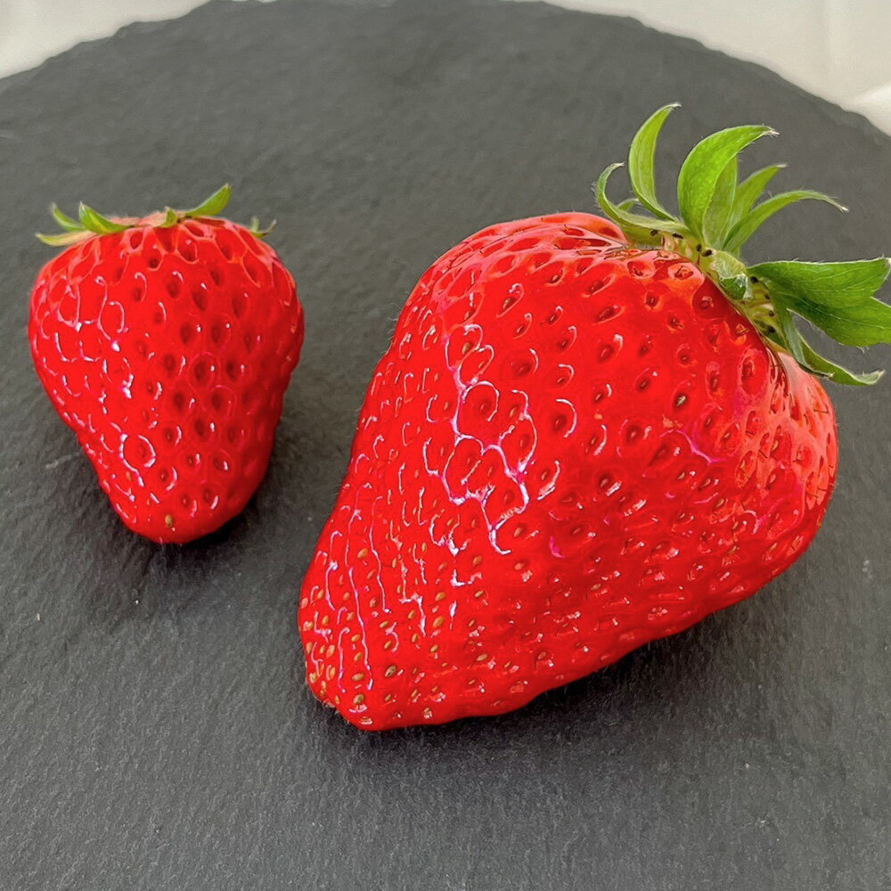 【ふるさと納税】【第2回全国いちご選手権にて全国トップ10入り】贈答用プレミアム苺 美しの香 小野小町（紅ほっぺ） ＜選べる＞ 1粒入り×3箱 or 6粒入り×1箱 苺 いちご フルーツ 果物 岡山県 送料無料 【2026年1月上旬～2月下旬発送予定】