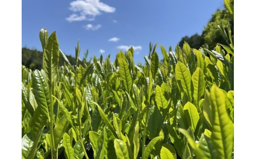 【高島屋選定品】<川原製茶>天皇杯受賞産地2025年一番茶　5袋セット TSY-04-04