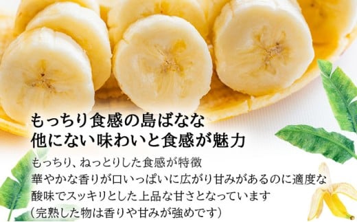 【先行予約 2026年5～10月順次発送】バナナ好きに届けたい！！届いてすぐ食べられる、もっちり食感がやみつきの希少な国産『プレミアム島ばなな』を大容量でお届け！！1.6kg(約16本) 【2026年