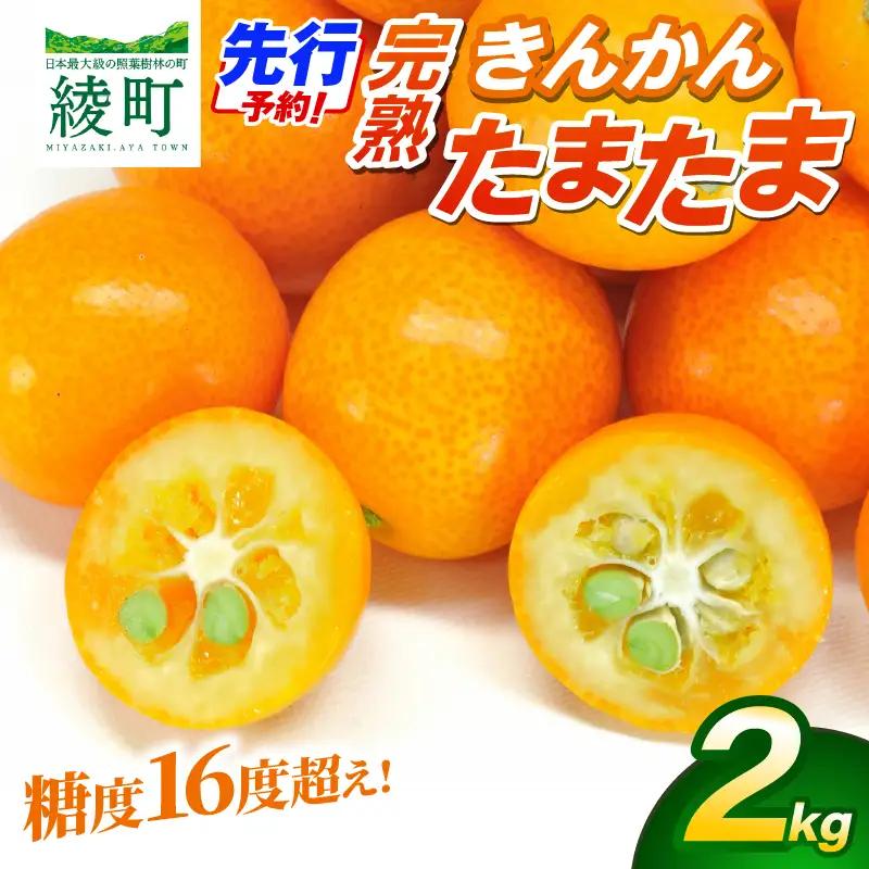 【先行予約】完熟きんかん「たまたま」2kg 果物 フルーツ くだもの 柑橘 金柑 おすすめ ブランド ギフト 贈り物 贈答 プレゼント おすそ分け おやつ スイーツ デザート 大きい 糖度が高い 常温 産地直送 宮崎県 綾町 送料無料【JA綾町】_A0114-257