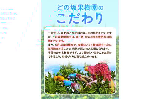 ＜先行予約＞ゆら早生みかん約5kg(2S～Lサイズ)どの坂果樹園《2025年10月中旬-12月上旬頃出荷予定》みかんゆら早生旬柑橘フルーツ果物---wshg_dsk52_10c12j_24_10000